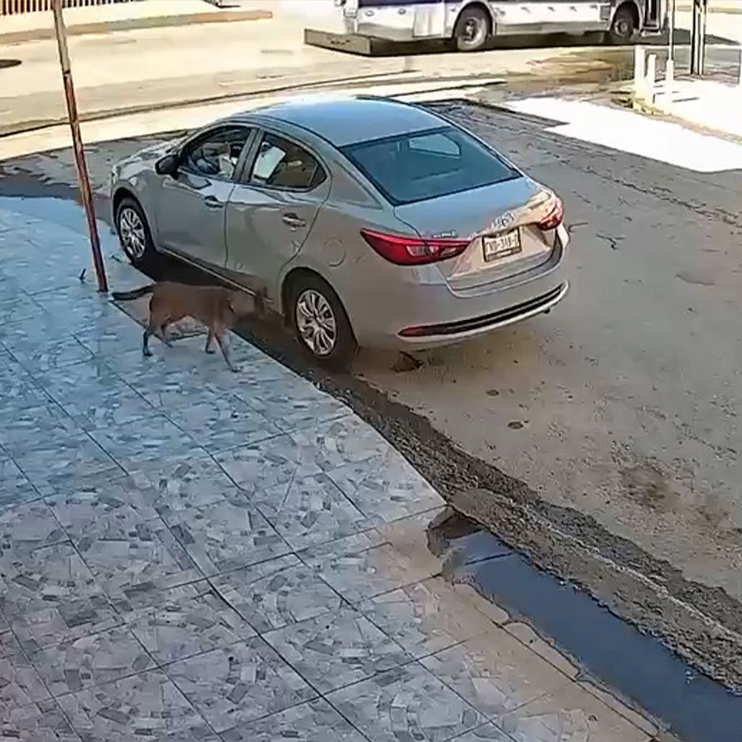 Localizan a Conductor que Atropelló y Arrastro a Perro en Torreón